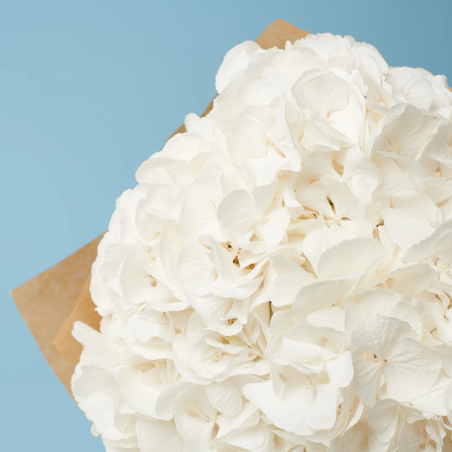 3 White Hydrangeas - image №2