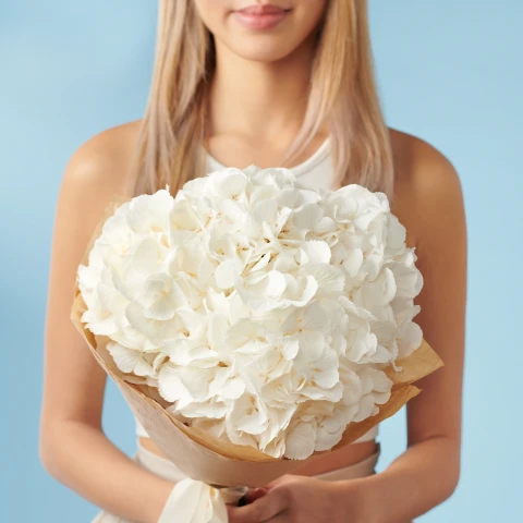 3 White Hydrangeas