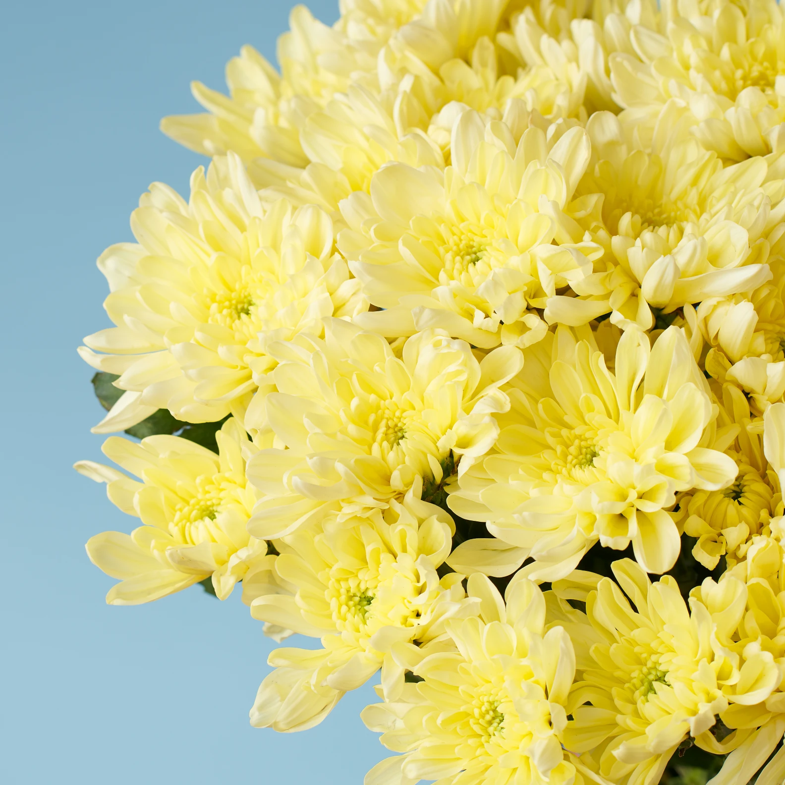 Snowy Bouquet - image №3