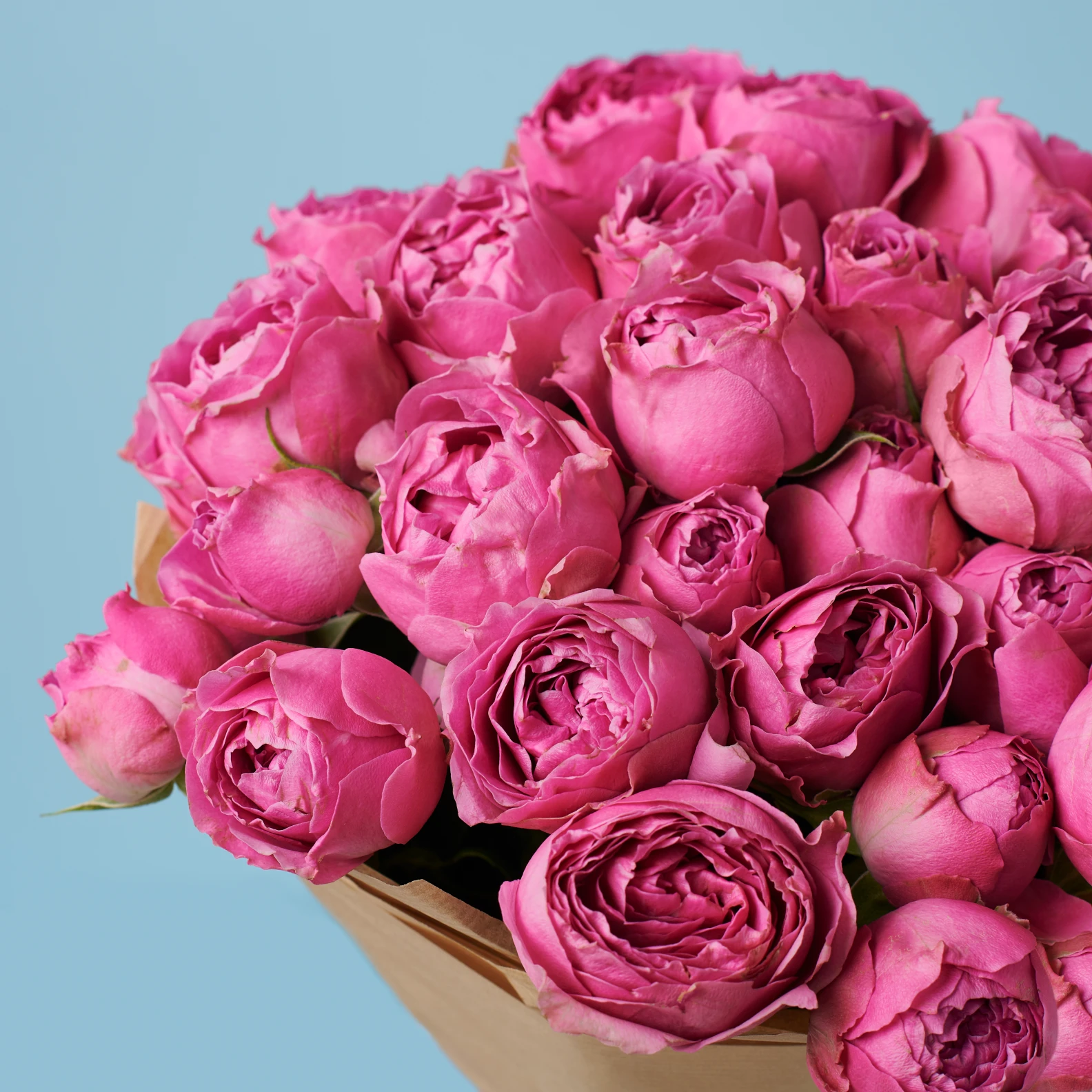 5 Peony Pink Roses - image №3