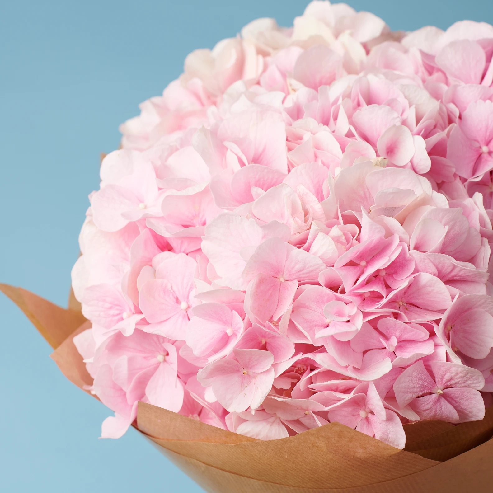 5 Pink Hydrangeas - image №3