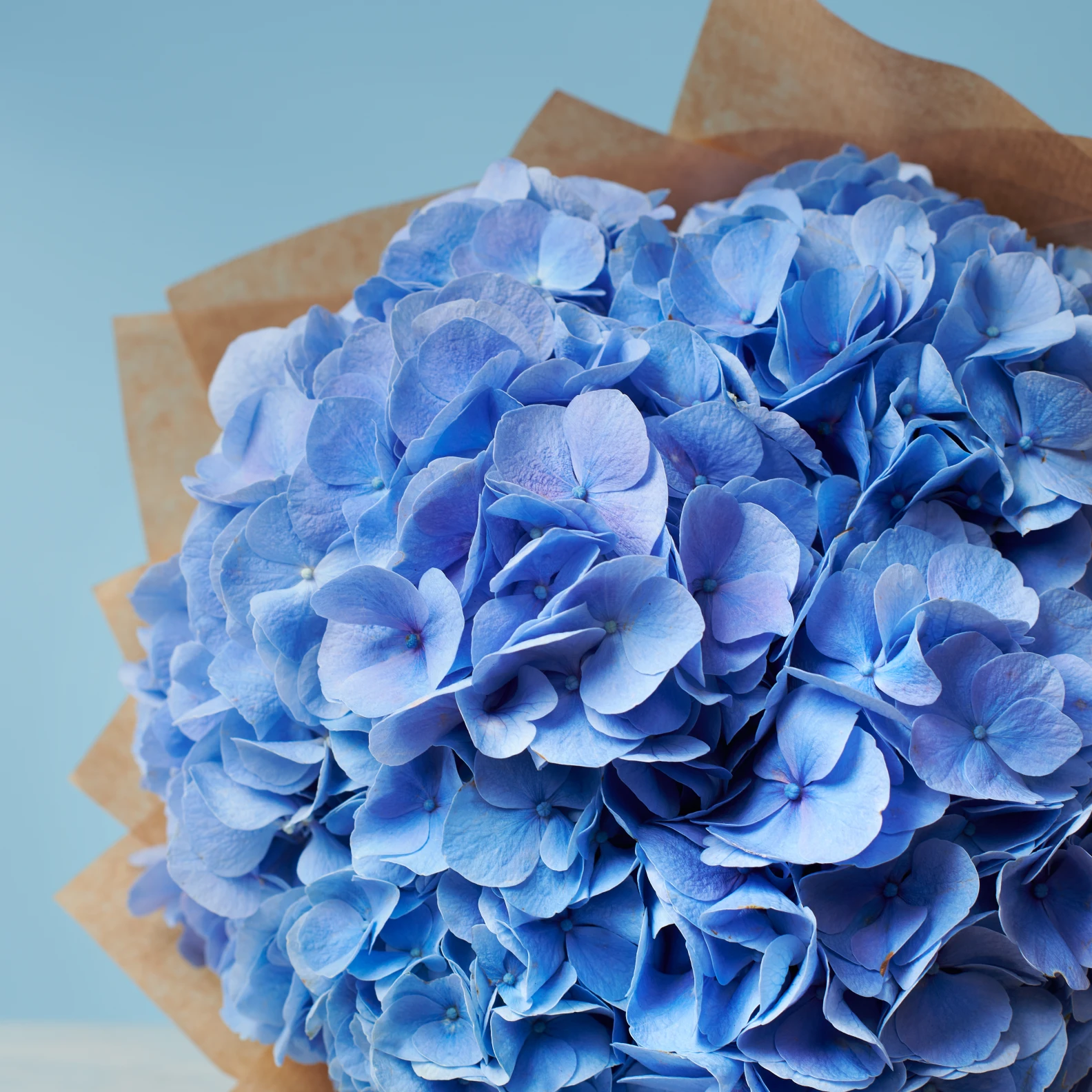 5 Blue Hydrangeas - image №2
