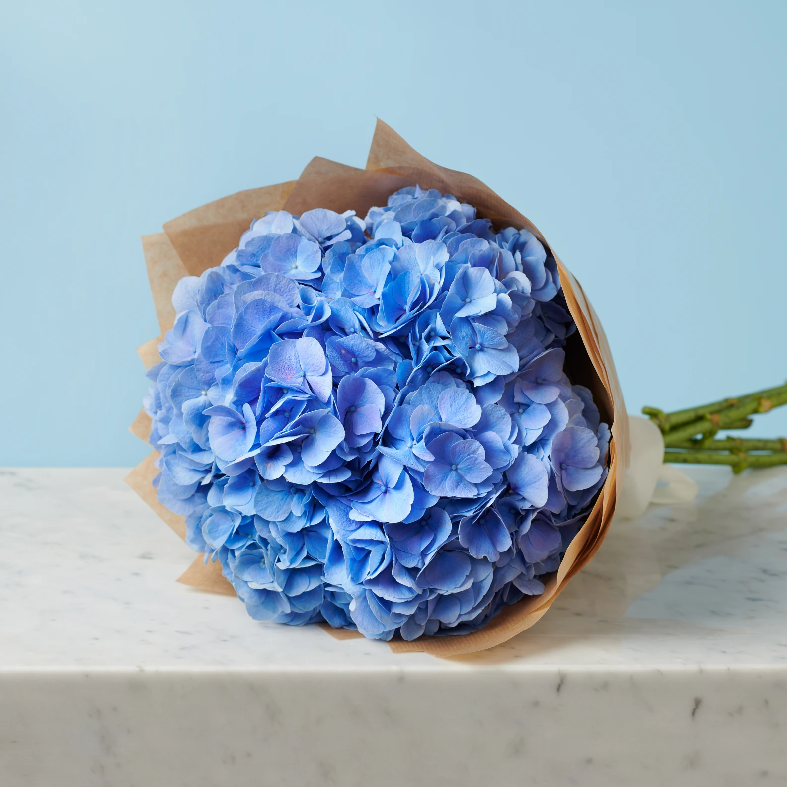 5 Blue Hydrangeas - image №3