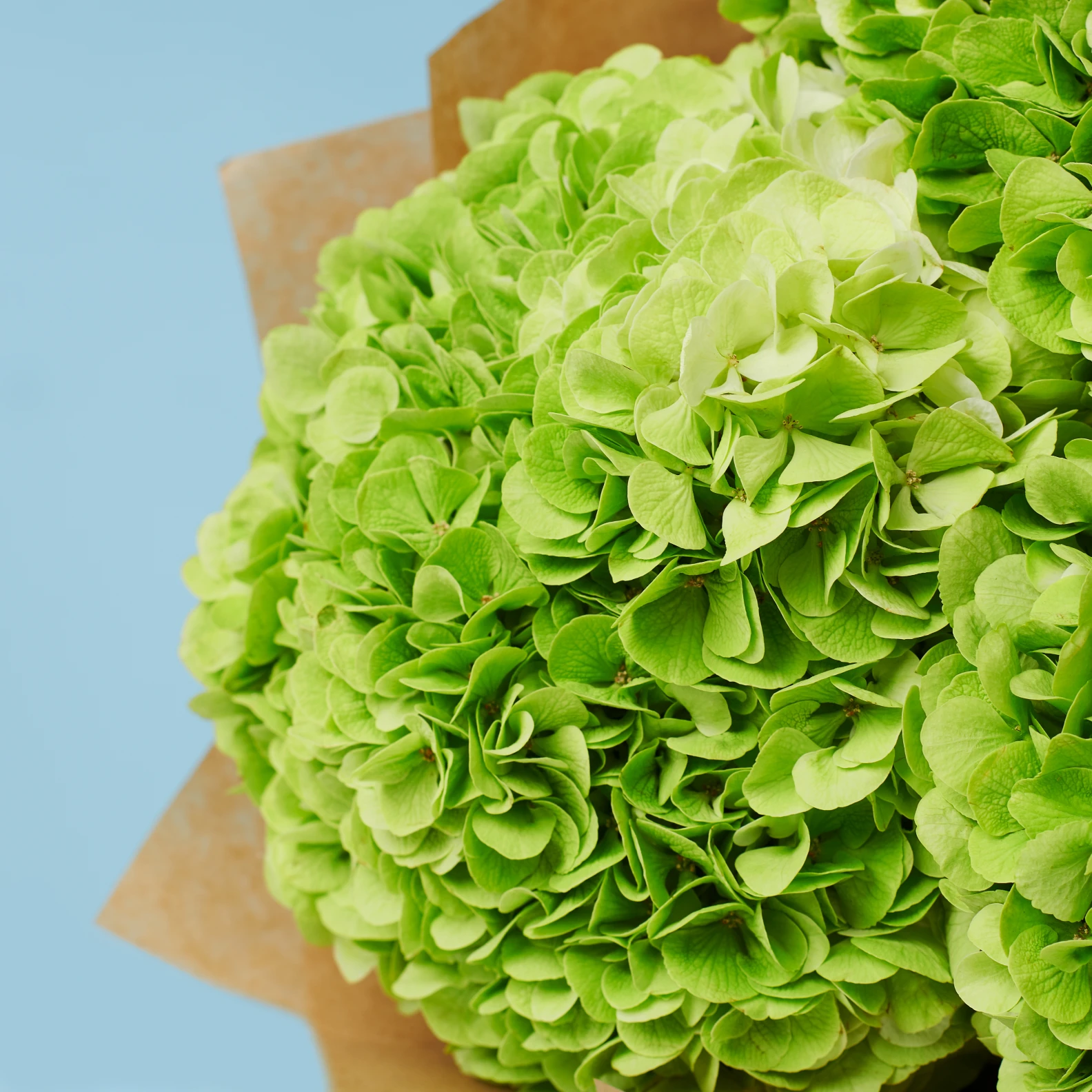 3 Green Hydrangeas - image №2