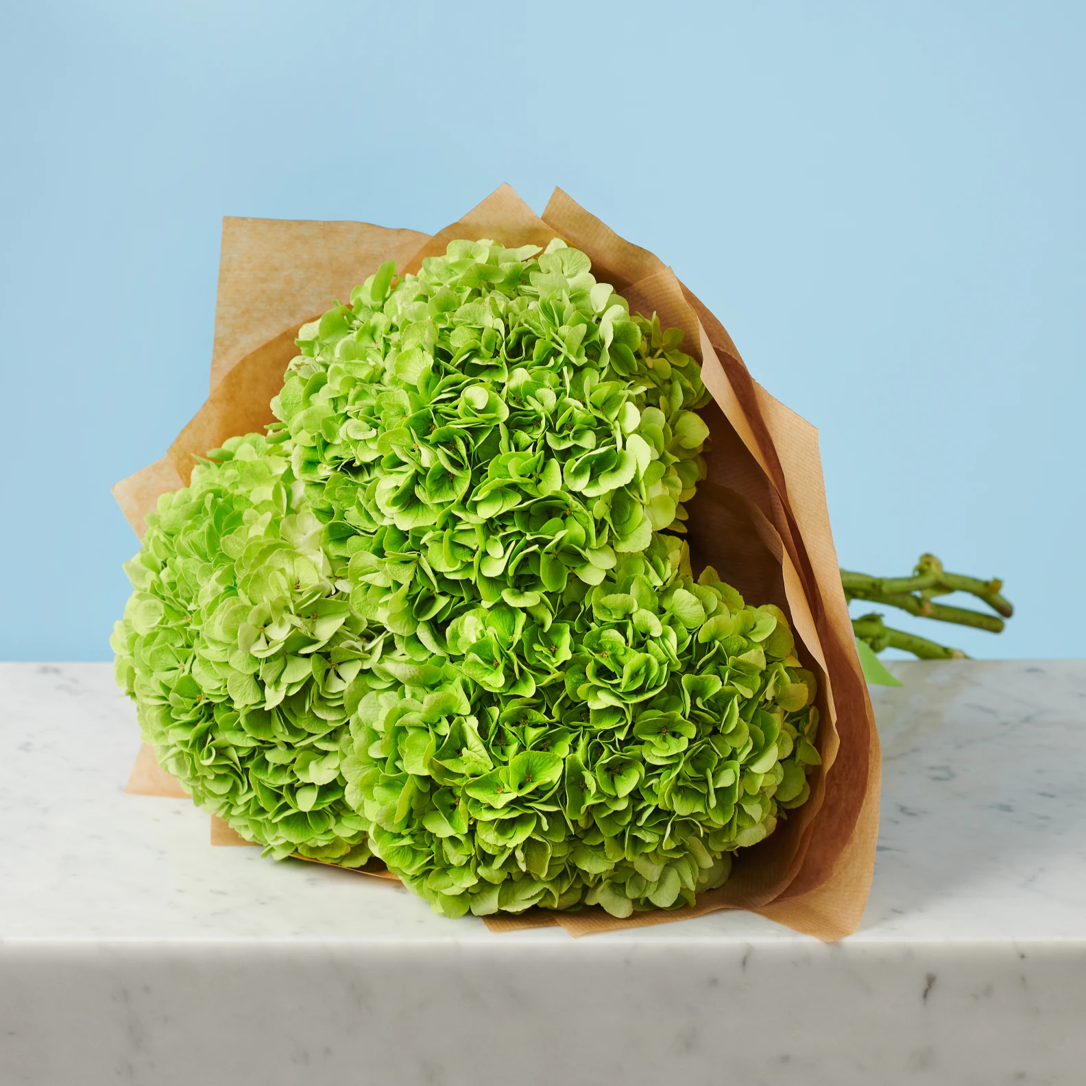 3 Green Hydrangeas - image №3