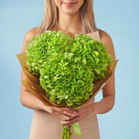 3 Green Hydrangeas